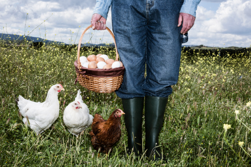 Farmer in field with free range chicken and basket full of eggs
