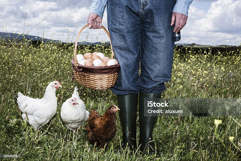 Agricultor com ovos orgânicos - Foto de stock de Ovo de animal royalty-free