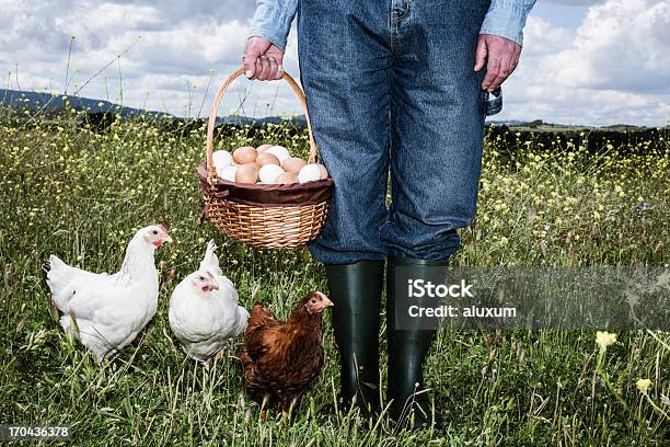 Foto de Agricultor Com Ovos Orgânicos e mais fotos de stock de Ovo de animal - Ovo de animal, Ovo, Galinha - Ave doméstica