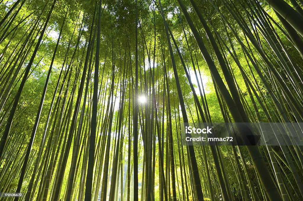 Bambus-Wald - Lizenzfrei Bambus - Graspflanze Stock-Foto