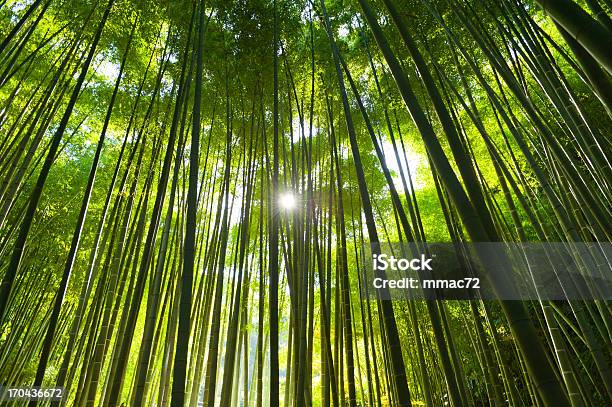 Bambuswald Stockfoto und mehr Bilder von Bambus - Graspflanze - Bambus - Graspflanze, Strauch, Bambus - Material