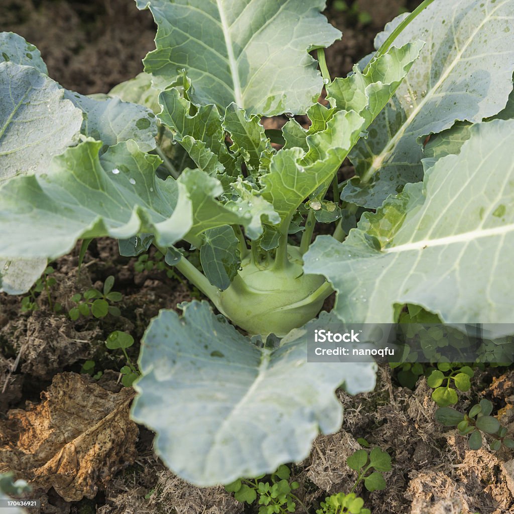 Cavolo rapa in giardino - Foto stock royalty-free di Agricoltura