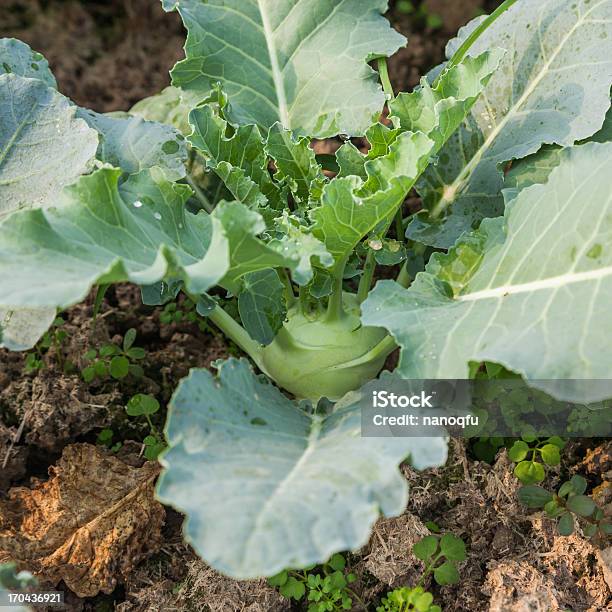 Cavolo Rapa In Giardino - Fotografie stock e altre immagini di Agricoltura - Agricoltura, Alimentazione sana, Ambientazione esterna