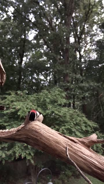 Downy Woodpecker Close-up Video Short