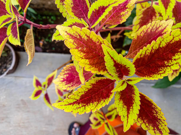 red and green leaves of the coleus plant in garden, plectranthus scutellarioides red and green leaves of the coleus plant in garden, plectranthus scutellarioides. selective focus coleus plant plectranthus scutellarioides close up stock pictures, royalty-free photos & images