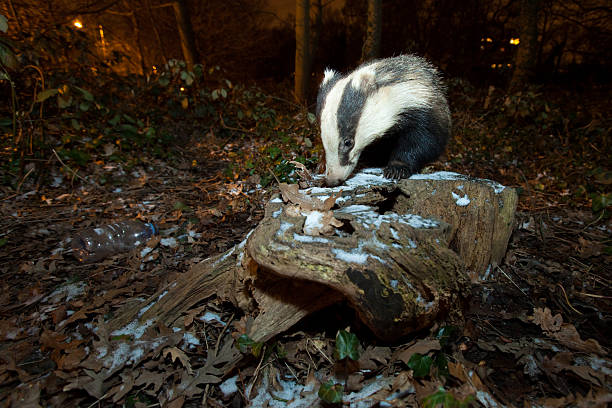 istock European Badger-Urban Wildlife 170437282
