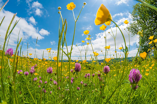 Wild Flowers In A Meadow Low Angle View Of Wild Flowers In The Summer fish eye lens photos stock pictures, royalty-free photos & images
