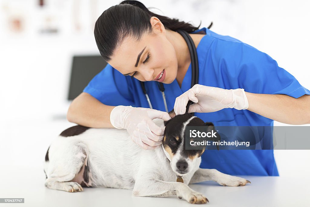 veterinarian examining pet dog ear beautiful young female veterinarian examining pet dog Adult Stock Photo