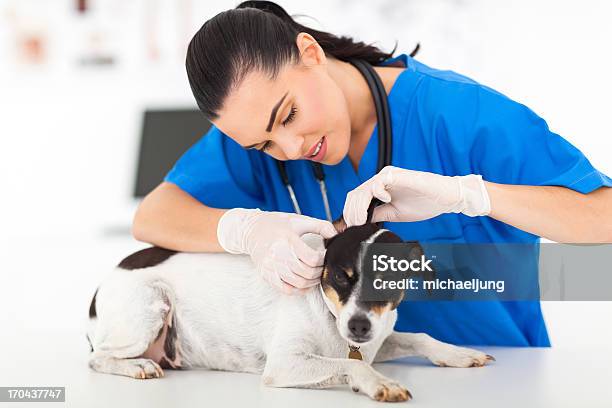 Veterinarian Examining Pet Dog Ear Stock Photo - Download Image Now - Adult, Animal, Animal Body Part