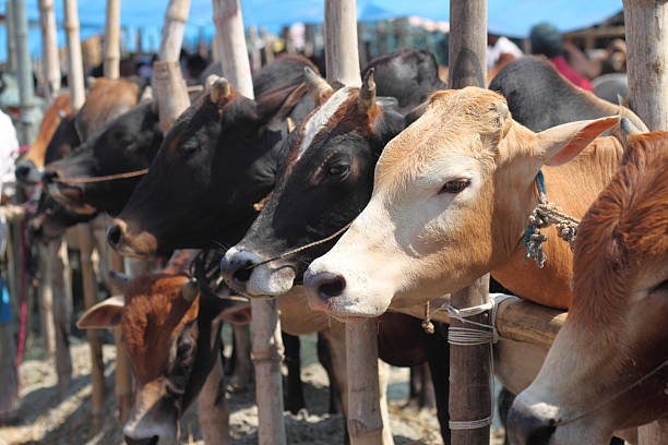 Close-up of variety of cattle locked up in cattle market Typical Kurbani Cattle market in Bangladesh eid ul fitr photos stock pictures, royalty-free photos & images