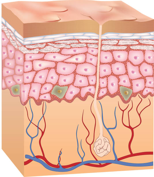 illustrazioni stock, clip art, cartoni animati e icone di tendenza di epidermide umano struttura della pelle. 3 d. - human vein illustrations