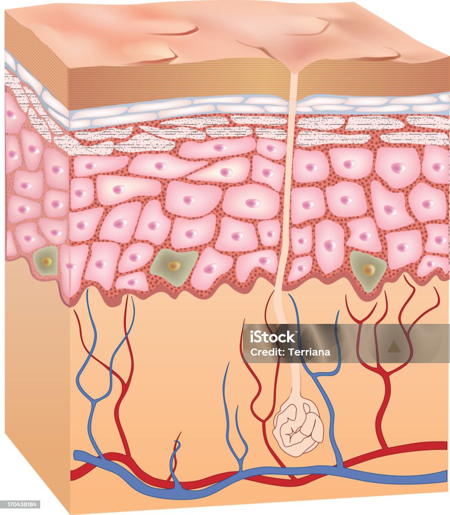 Epiderme humana estrutura da pele. 3 D. - Royalty-free Anatomia arte vetorial