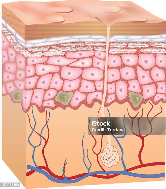 Epiderme Humana Estrutura Da Pele 3 D - Arte vetorial de stock e mais imagens de Anatomia - Anatomia, Em camadas, Organização