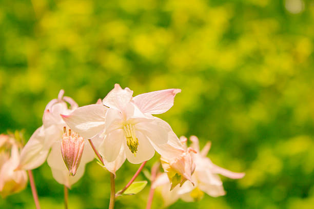 Columbine (Aquilegia vulgaris) stock photo