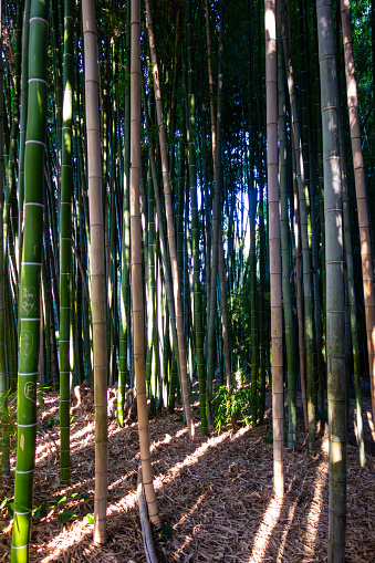 Light shining through the thick bamboo canopy. Pictures taken in California.