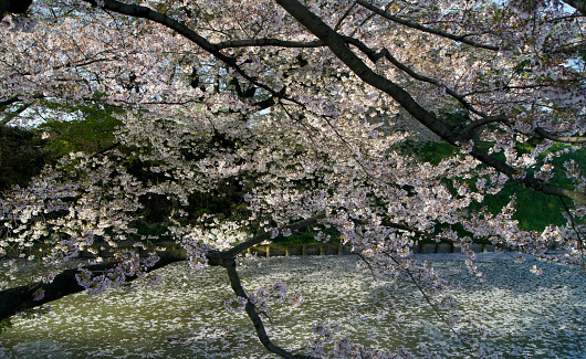 Cherry trees in full bloom in Tokyo