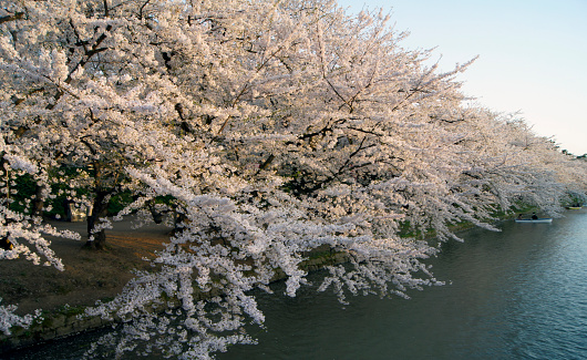 Cherry blossom, Sunset, Hirosaki Aomori Honshu Island - Japan