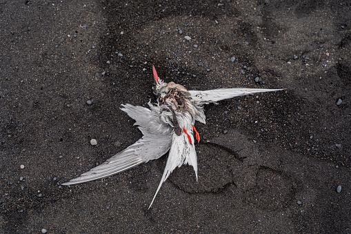 Dead bird. A dead seagull lies on the black sand. Close-up.