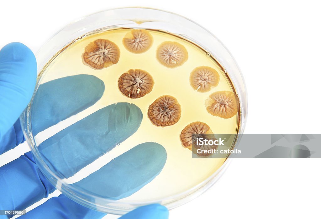 fungi microorganisms on agar plate in laboratory fungi microorganisms on agar plate in laboratory on white background Agar Jelly Stock Photo
