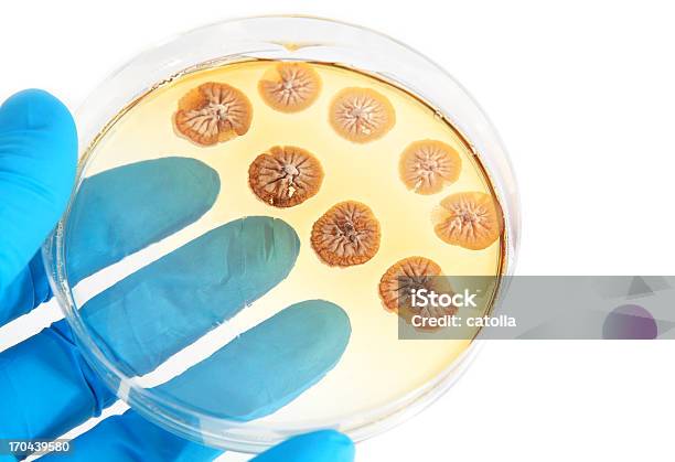 Fungi Microorganisms On Agar Plate In Laboratory Stock Photo - Download Image Now - Agar Jelly, Antibiotic, Biology