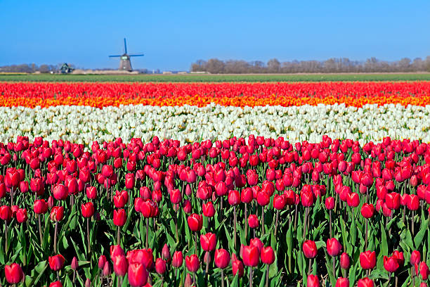 istock colorful tulip fields and Dutch windmill 170439636
