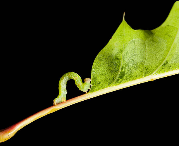 vista lateral de larva de geometridae na folha de carvalho - inchworm imagens e fotografias de stock