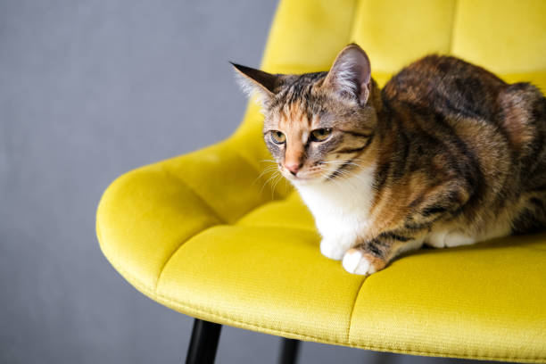 istock Sad yellow-eyed cat 1704400081