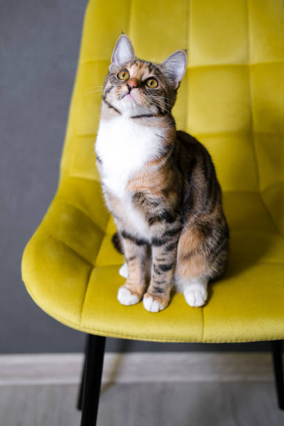 istock Yellow-eyed cat 1704400669