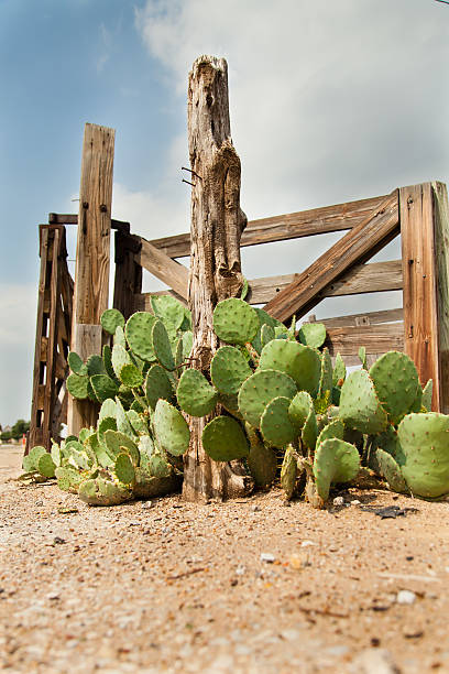 Posted Cactus stock photo