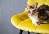 A yellow-eyed multi-colored cat sits on a yellow chair and looks at the camera.