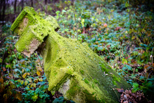 close up moss grows on wood