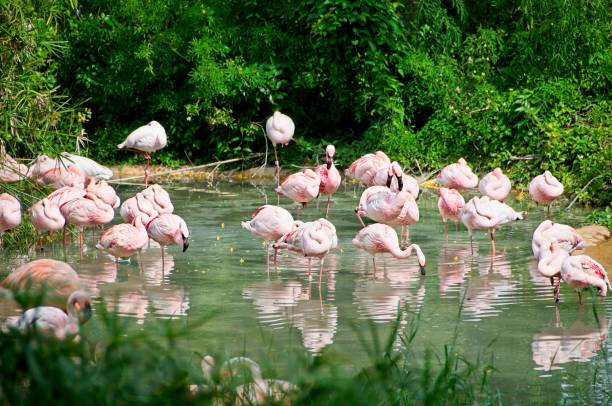 istock Pink Flamingos 1704404090