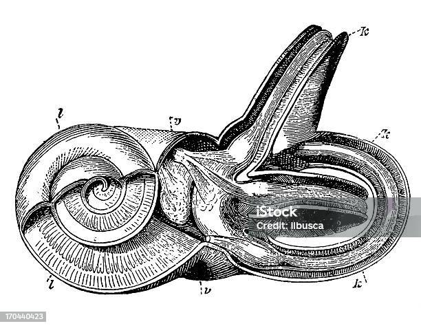 Orelha - Arte vetorial de stock e mais imagens de Diagrama - Diagrama, Orelha, Anatomia