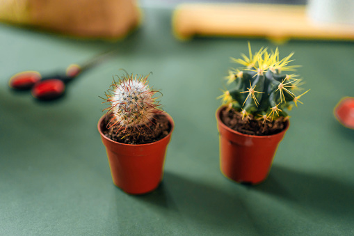 Two beautiful green cactus plants in a pot on the table indoors