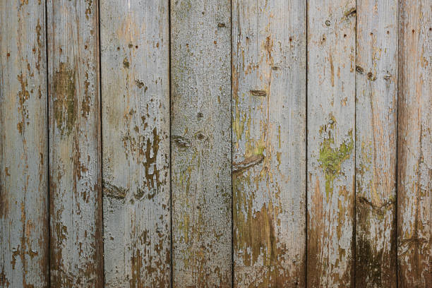 istock an old wooden fence with peeling paint 1704405711