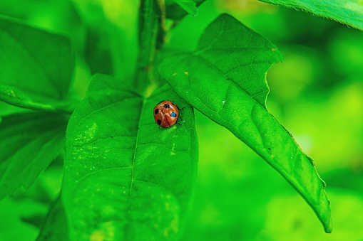 Ladybug on the leaf