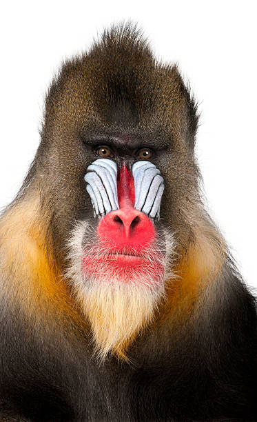 Close-up of a Mandrill, Mandrillus sphinx Close-up of a Mandrill, Mandrillus sphinx (22 years old), isolated on white mandrill photos stock pictures, royalty-free photos & images