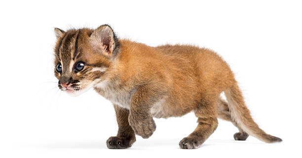 istock Standing Asian golden cat, Pardofelis temminckii 170441030