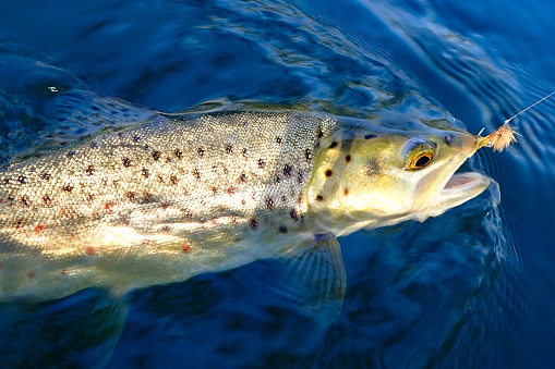 Wild brown trout caught on a dry fly in Boise, Idaho
