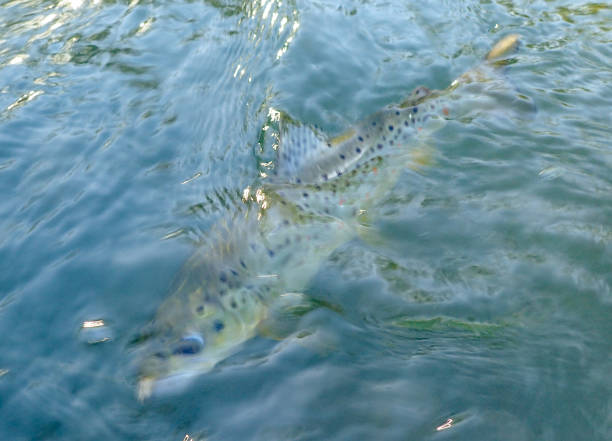 istock Wild brown trout caught and released on the Boise River, Idaho 1704415137