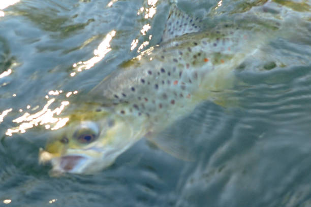 istock Wild brown trout caught and released on the Boise River, Idaho 1704415138