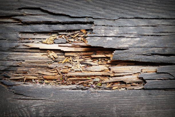 Old dark brown rustic wood background, wooden surface with copy space .