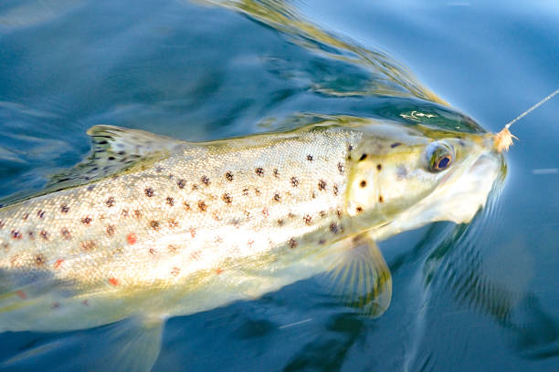 istock Wild brown trout caught and released on the Boise River, Idaho 1704415146