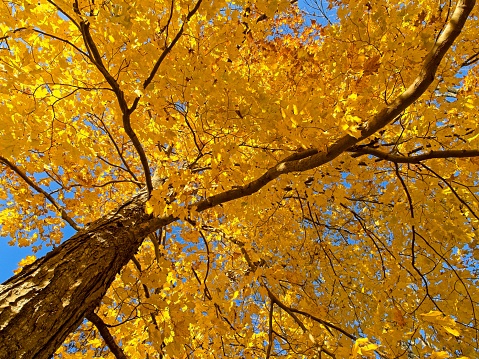 Brilliant yellow and orange maple leaves looking through a tree at Appleton Farm, Ipswich MA.