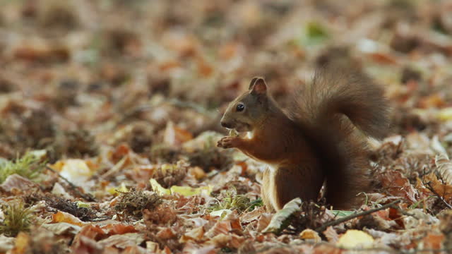 The red squirrel or Eurasian red squirrel (Sciurus vulgaris) eating a chestnut in autumn