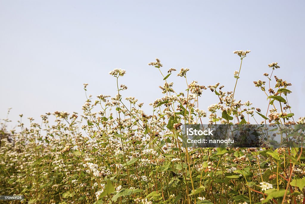 blooming buckwheat Autumn Stock Photo