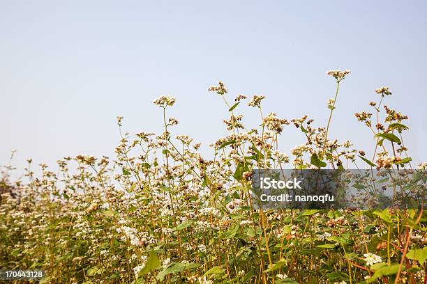 Blooming Buckwheat Stock Photo - Download Image Now - Autumn, Beauty In Nature, Blossom