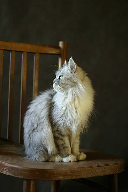 istock The cat - girl 170443147