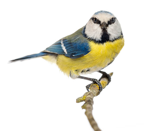 istock Blue Tit perched on a branch looking at the camera 170443478