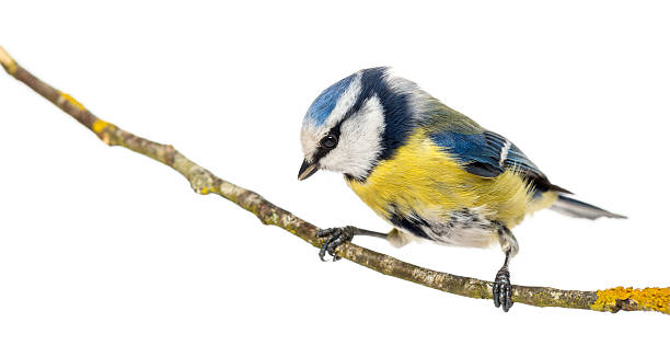 istock Blue Tit perched on a branch looking down, Cyanistes caeruleus 170443498